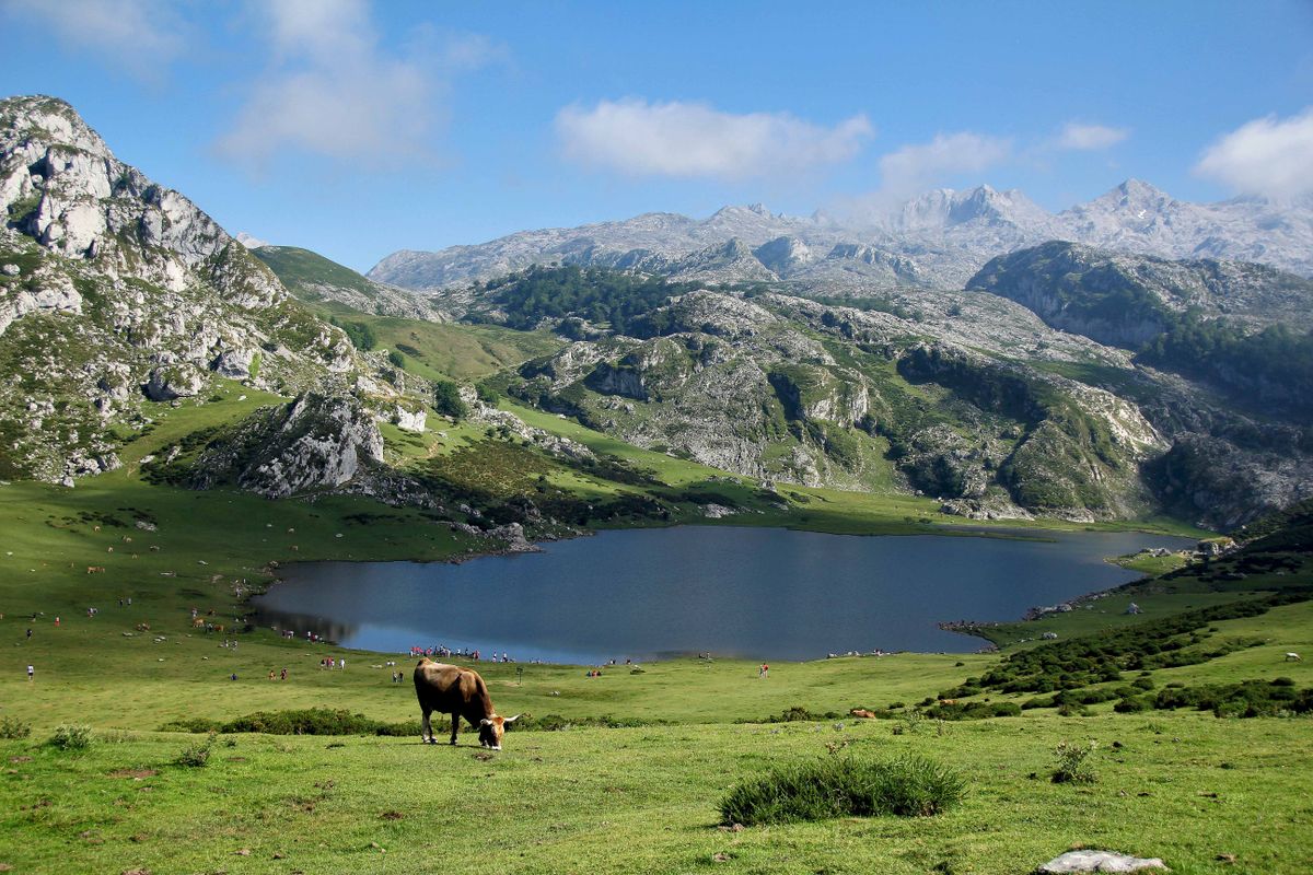 Vacă păscând lângă un lac de munte