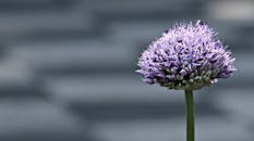 微距镜头下，紫色的葱花花朵令人惊叹，背景虚化，凸显了大自然的美丽