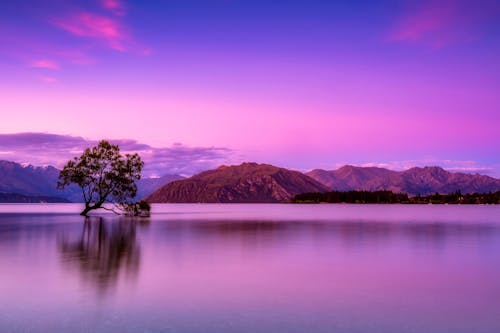 Green Leafed Tree Near Body of Water