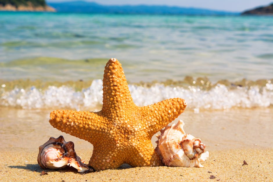 Selective Focus of Starfish Between Shells on Seashore