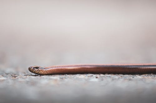 Snake in Close Up