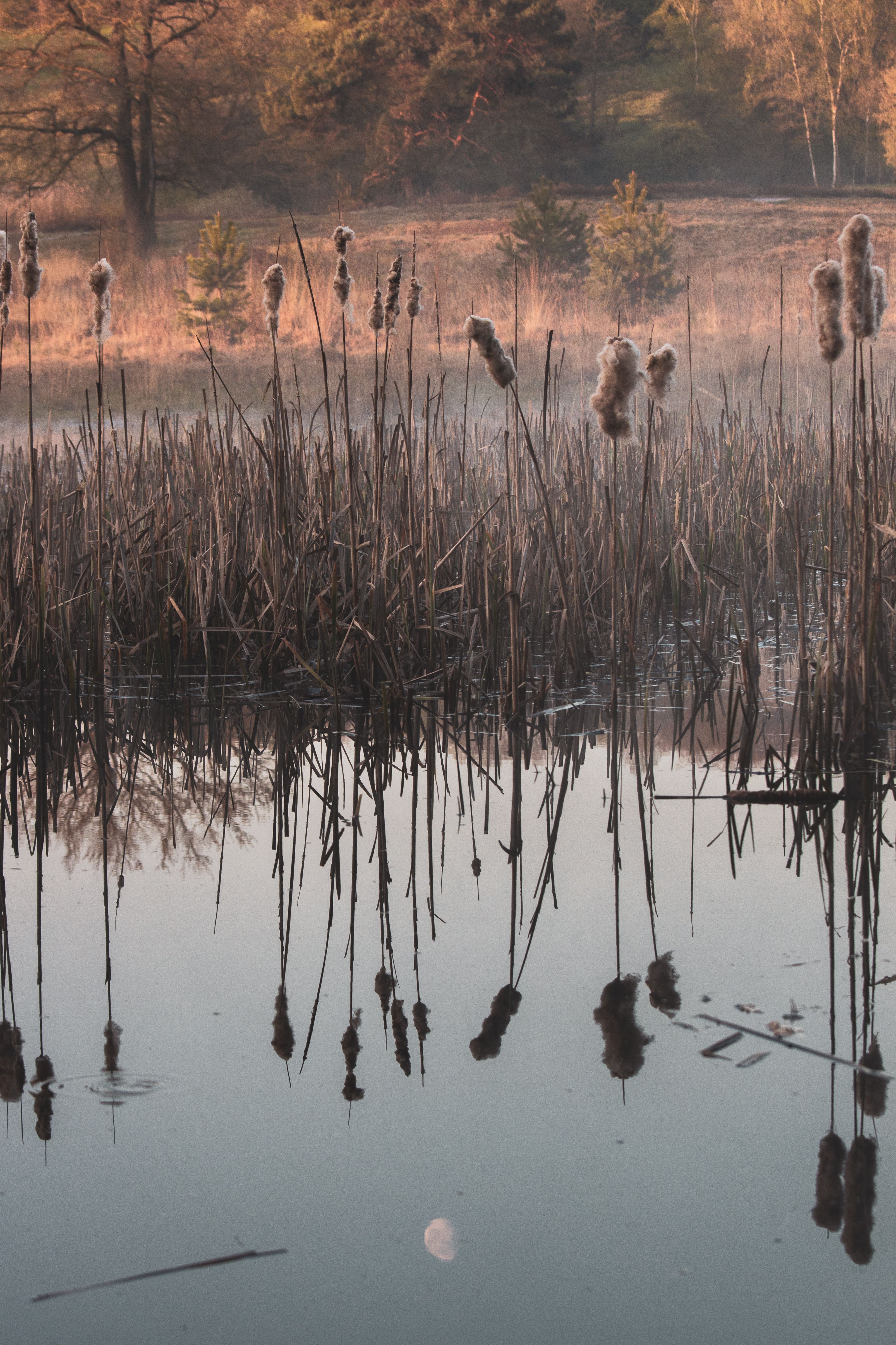Photographie de la faune nocturne en Camargue - illustration
