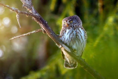 Photo of Owl Perched on Tree Branch