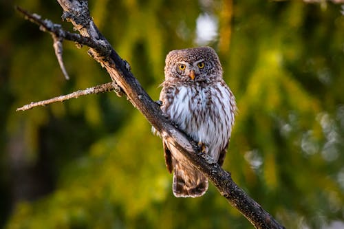 Close Up Photo of an Owl Perched on Tree Branch