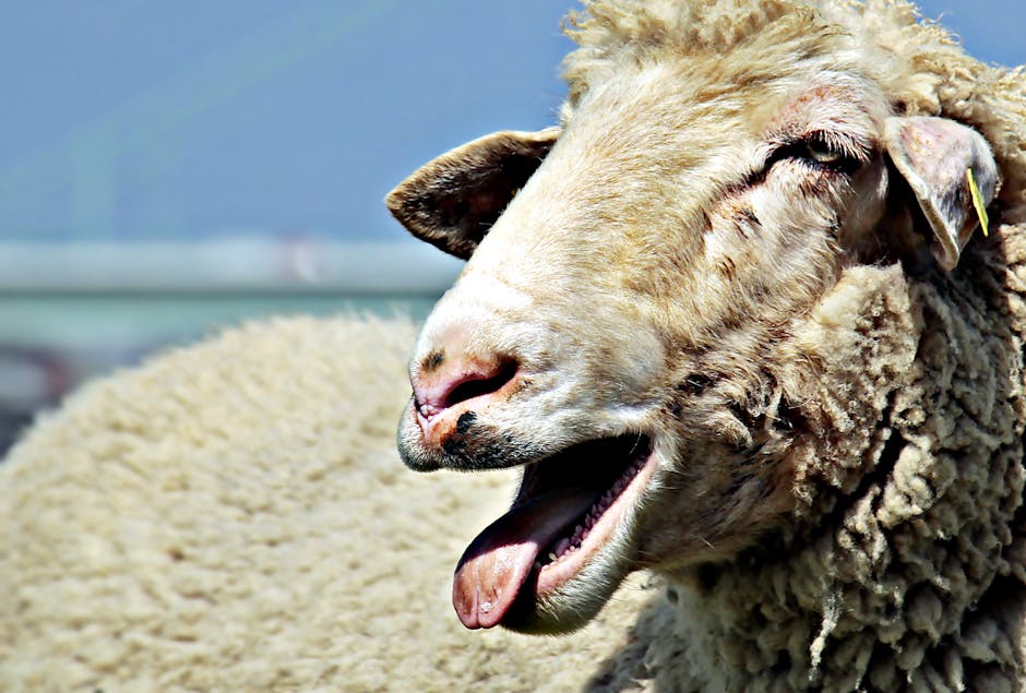 agriculture, animal, blur, sheep, Idaho