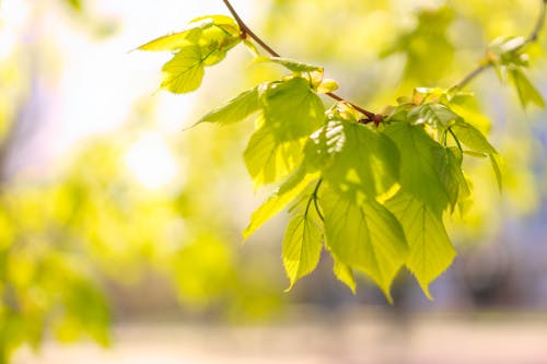 나뭇잎, 확대의 무료 스톡 사진