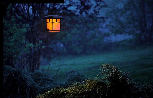 คลังภาพถ่ายฟรี ของ กลางคืน, ต้นไม้, ตอนเย็น