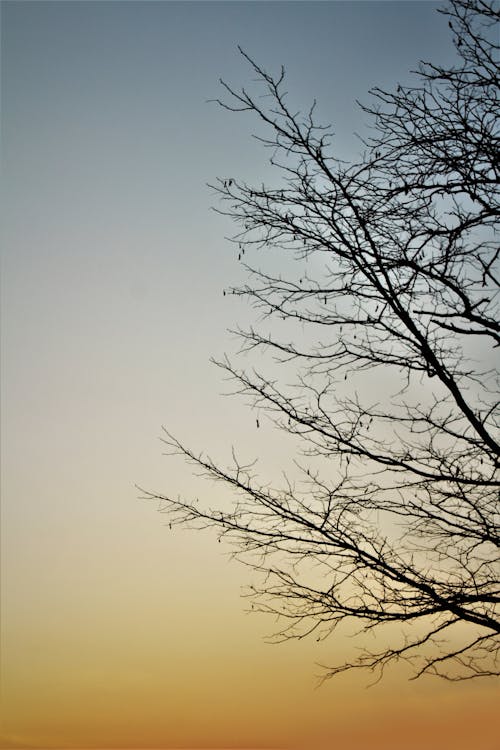 Бесплатное стоковое фото с мертвое дерево