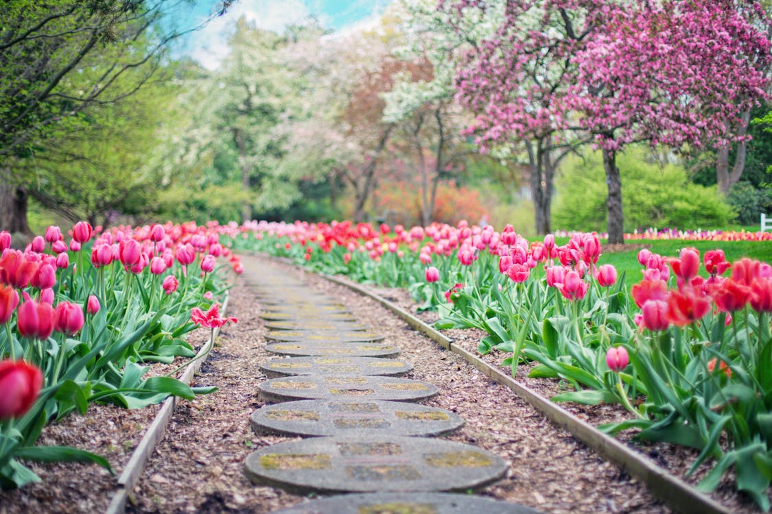 Pathway Between Pink Tulip Flowers