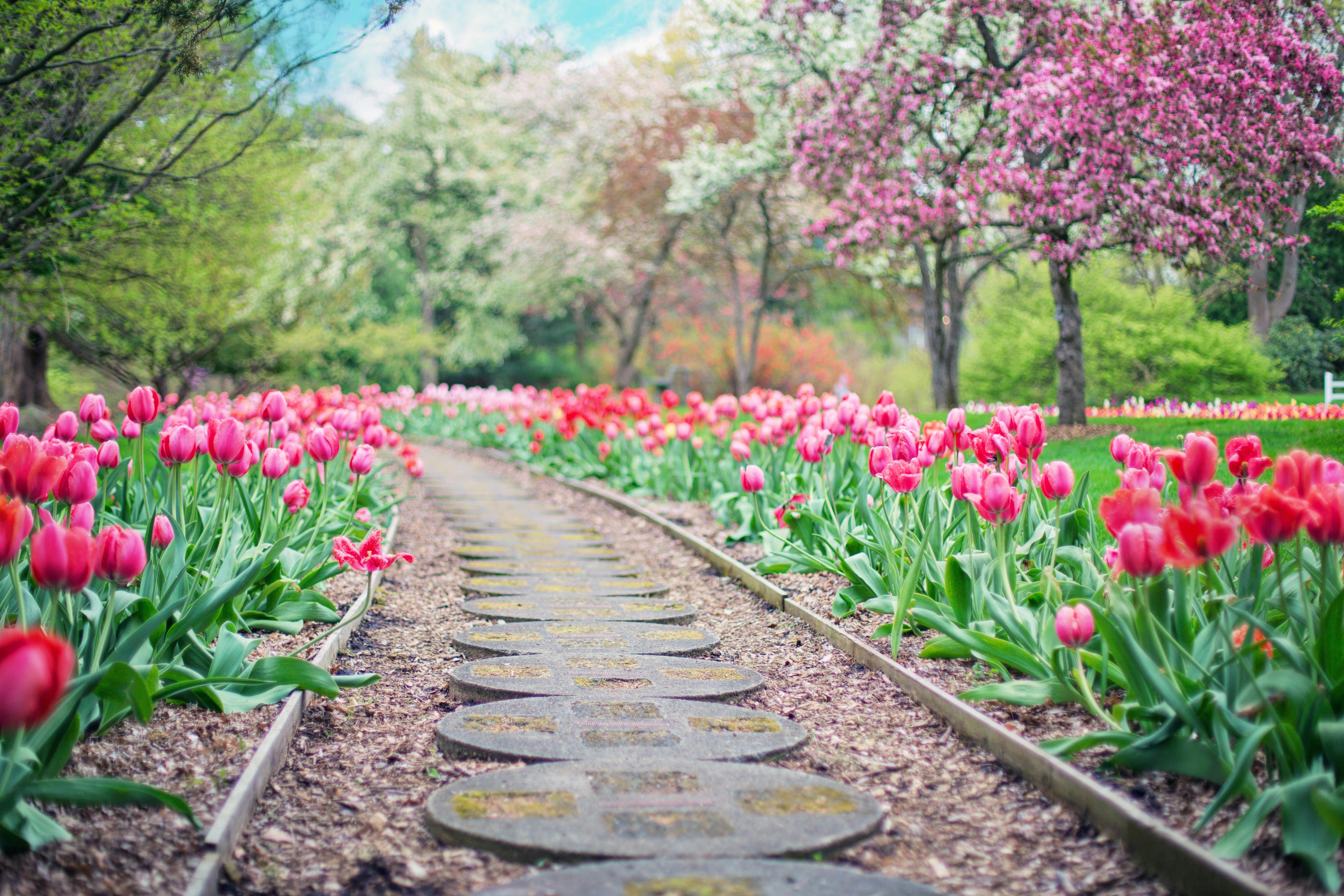 1000+ Interesting Garden Photos · Pexels · Free Stock Photos