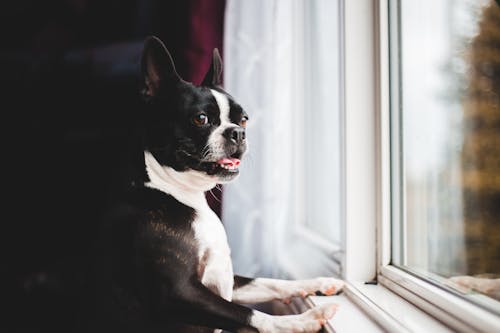 Free Side view adorable funny Boston Terrier dog with mouth opened leaning with fore paws on window and looking away with curiosity Stock Photo