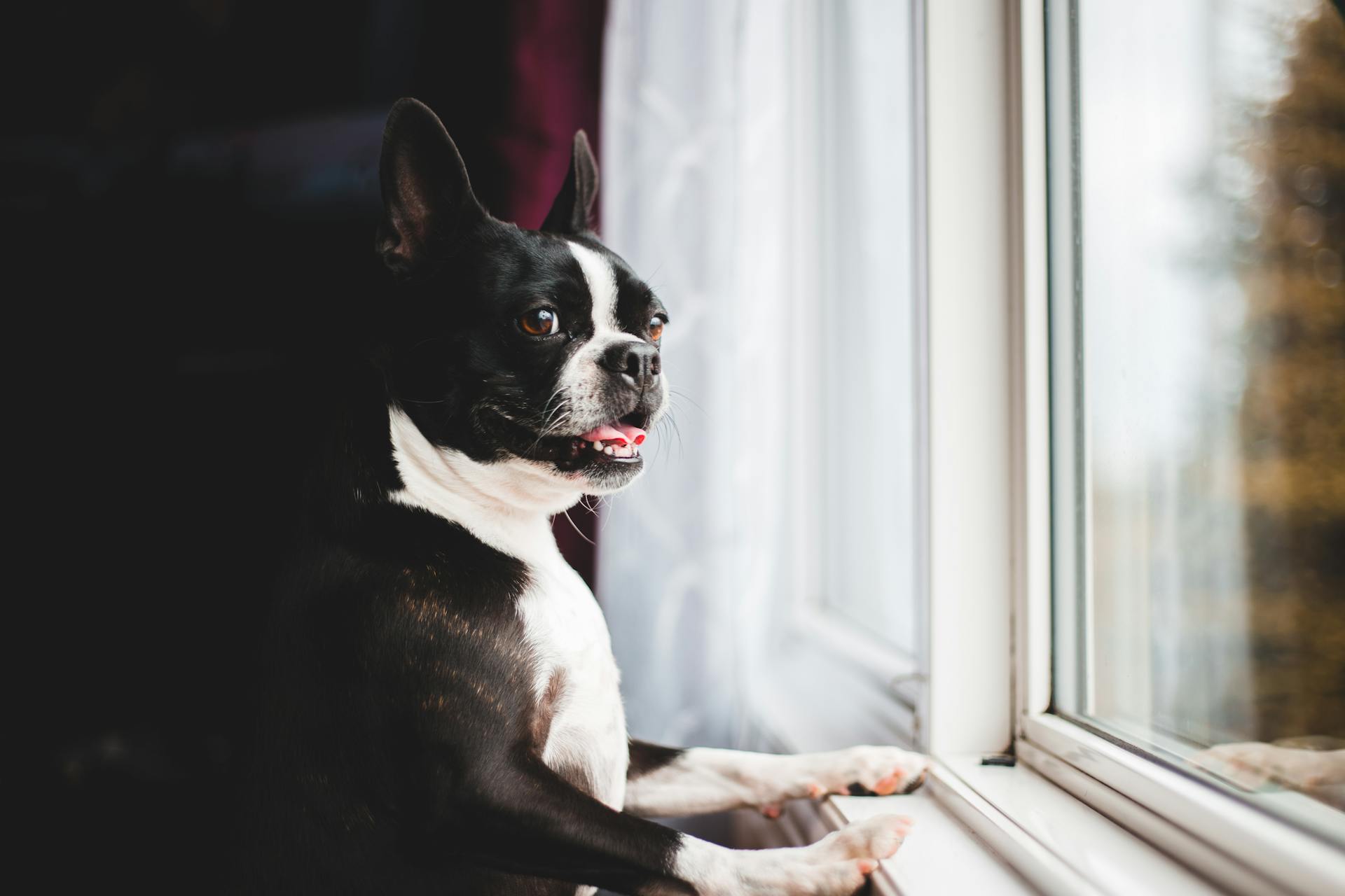 Vue latérale adorable drôle Boston Terrier chien avec la bouche ouverte penchant avec les pattes avant sur la fenêtre et regardant ailleurs avec curiosité