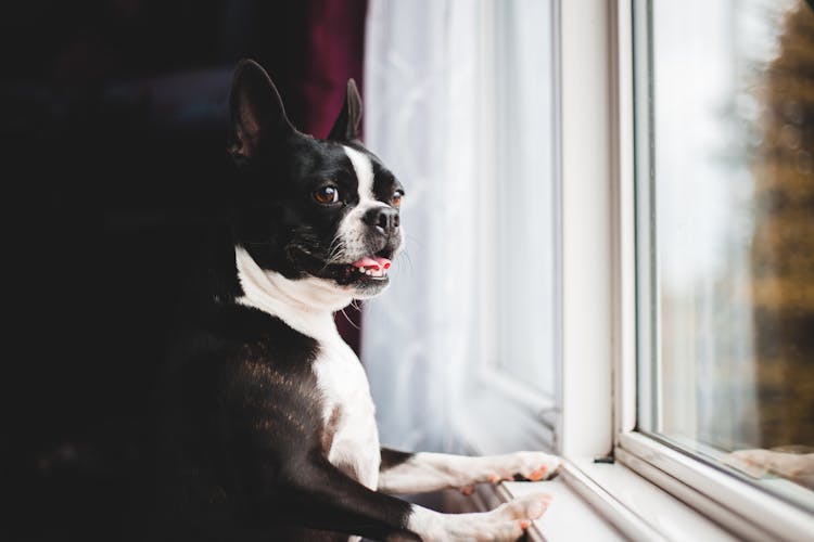 Cute Boston Terrier Dog Near Window