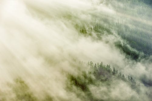 High angle view of coniferous green forest under thick fog during cold summer morning