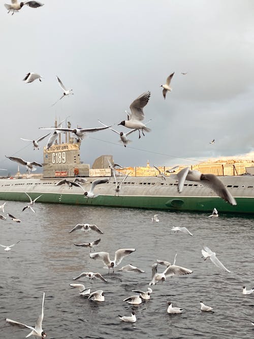 Seagulls Flying in front of Giant Submarine