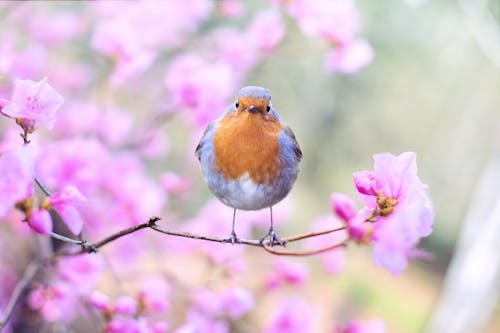 Ondiepe Focusfotografie Van Vogels