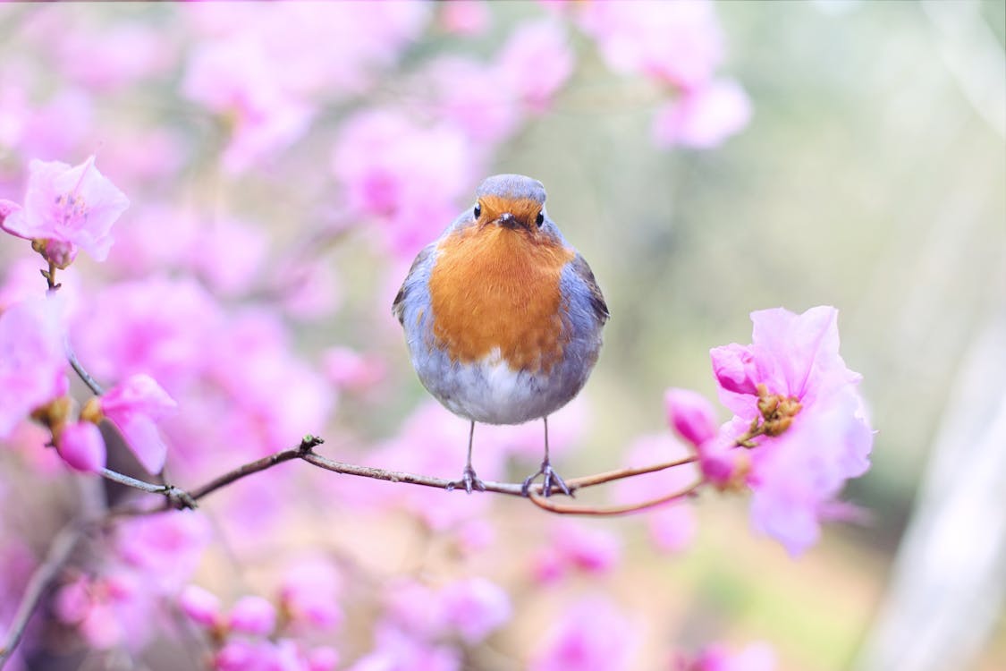 Immagine gratuita di albero, albero in fiore, appollaiato