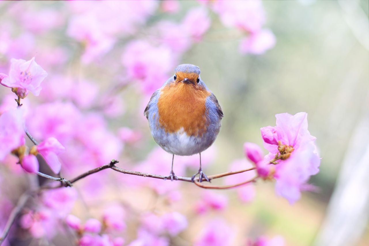 a vibrant european robin perched on a cherry blossom branch in spring