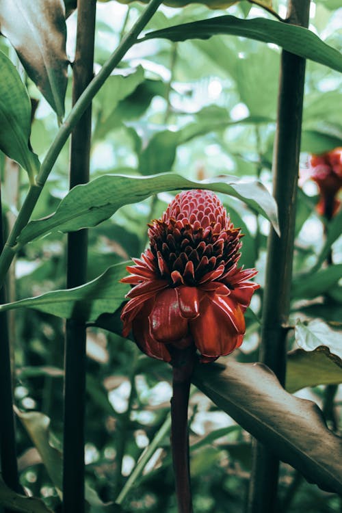 etlingera elatior, 兰花百合, 垂直拍摄 的 免费素材图片