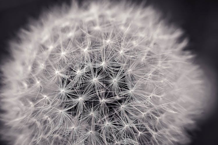 White Dandelion Flower