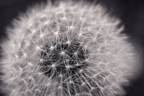 Free A detailed black and white image capturing a dandelion seed head with intricate textures. Stock Photo
