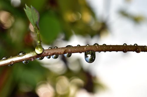 Selective Focus of Branch With Drops Water