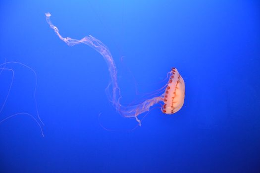 在充满活力的水族馆环境中，一只优雅的水母漂浮着，展示其精致的卷须