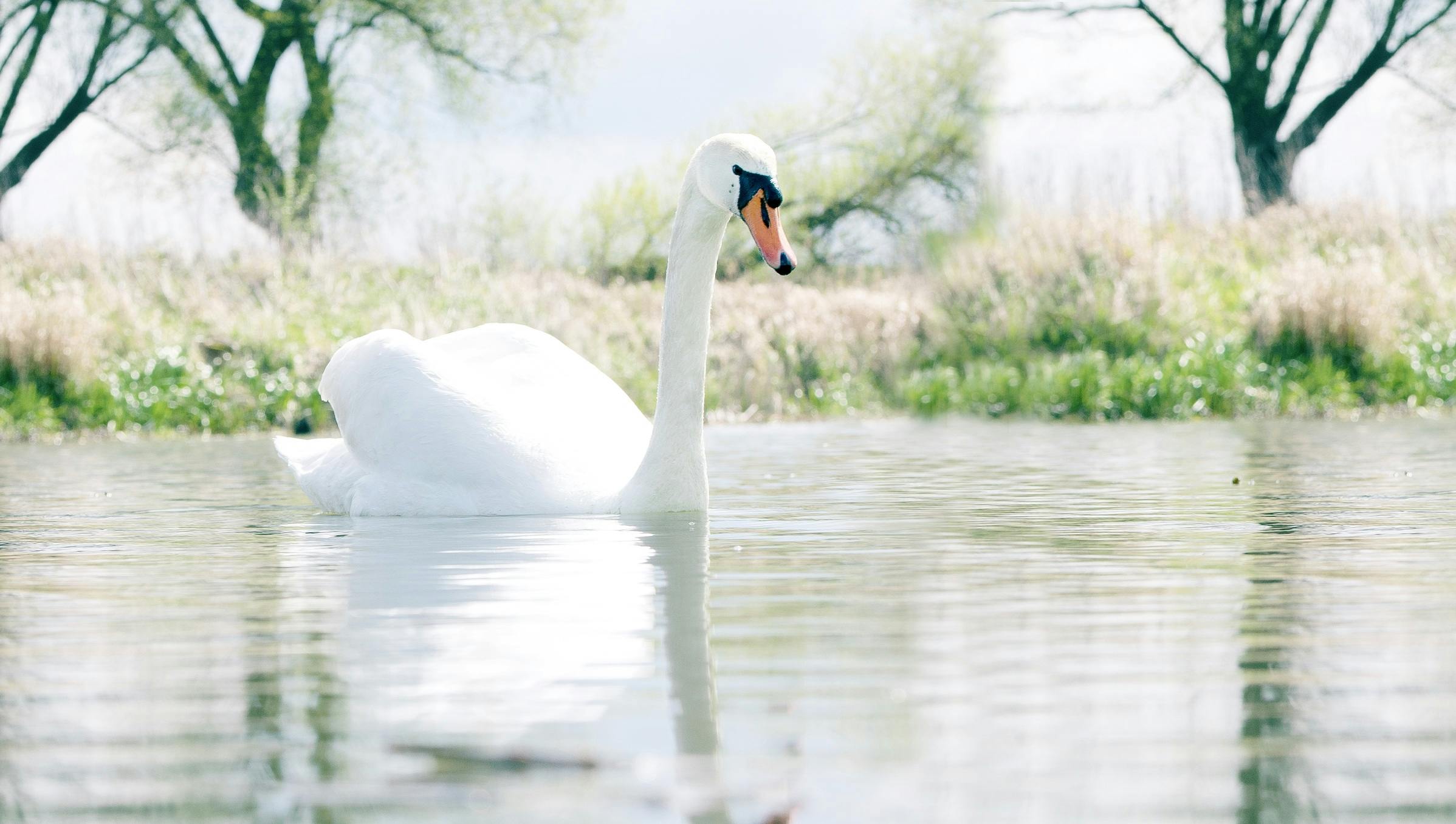 5,800+ Swan Couple Stock Photos, Pictures & Royalty-Free Images - iStock |  Swans