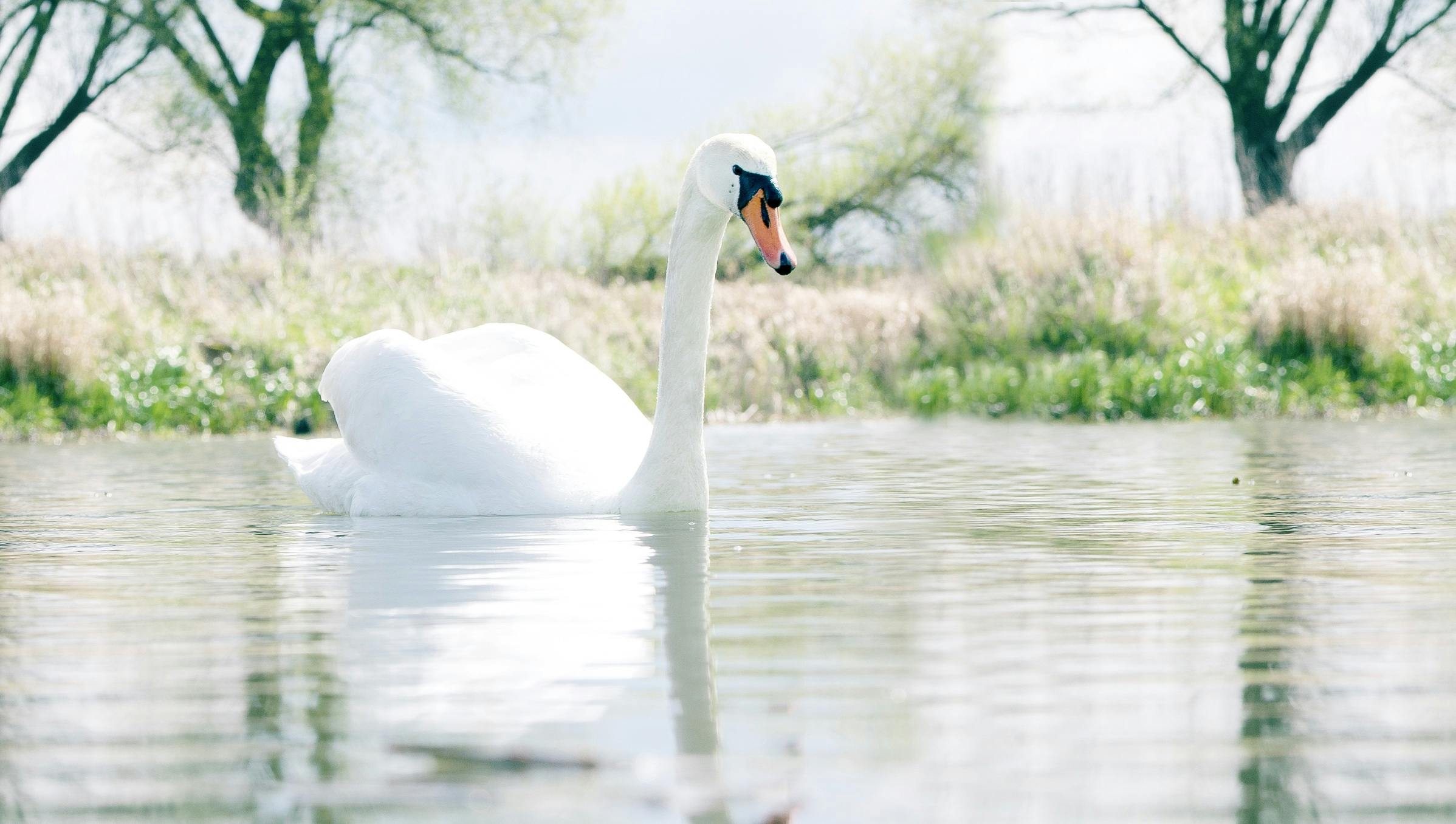 black and white swan wallpaper widgy widget : r/MobileWallpaper