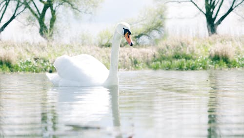 Swan In Corpo D'acqua
