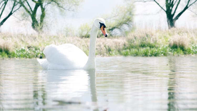 Swan In Body Of Water