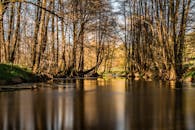 宁静的森林河流中，树木倒映在平静的水面上
