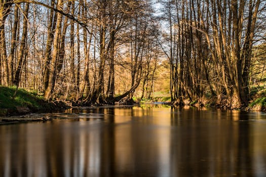 宁静的森林河流中，树木倒映在平静的水面上