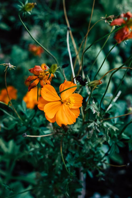 Close-Up Shot of an Orange Flower in Bloom