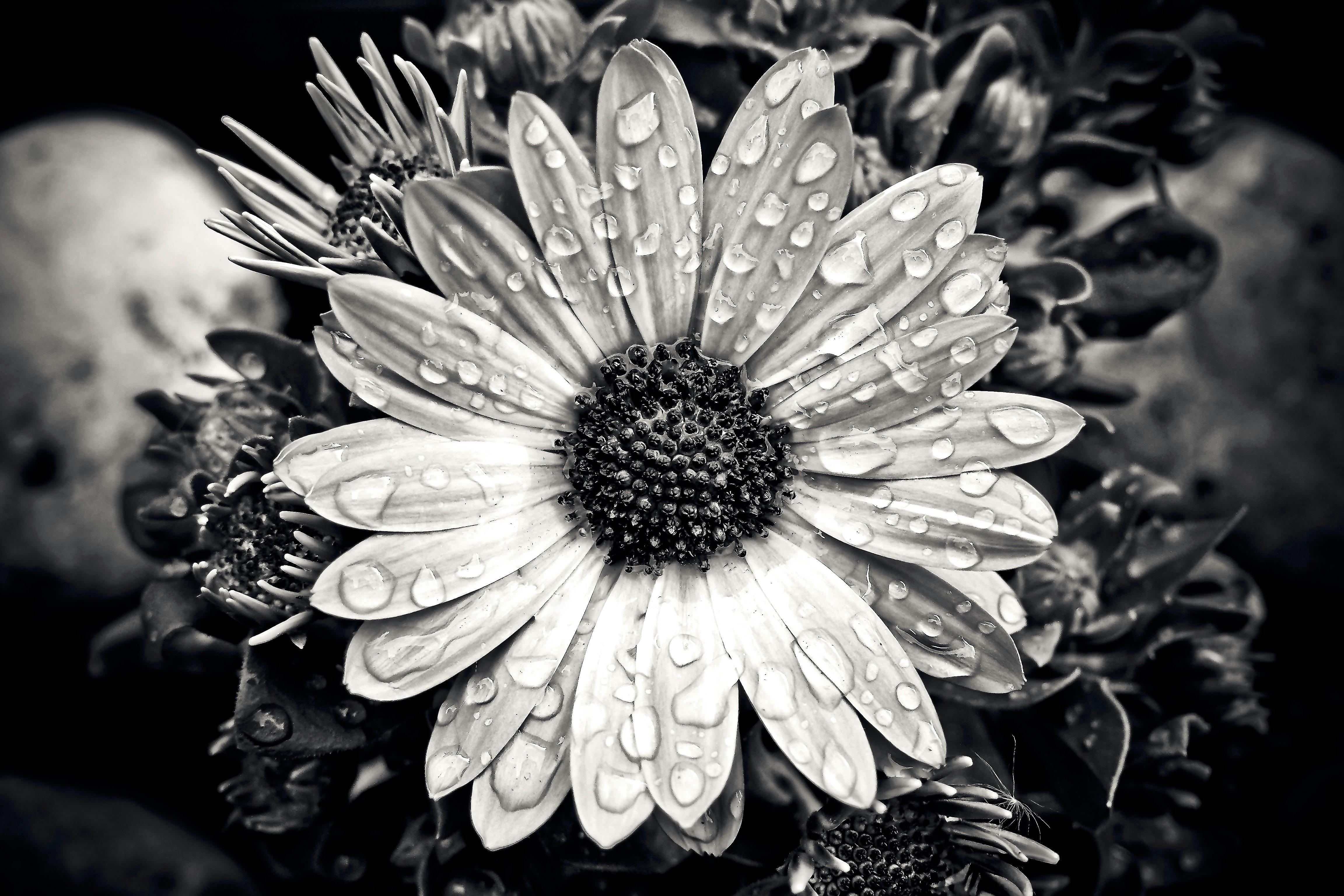 Grayscale Of Daisy Flower Free Stock Photo