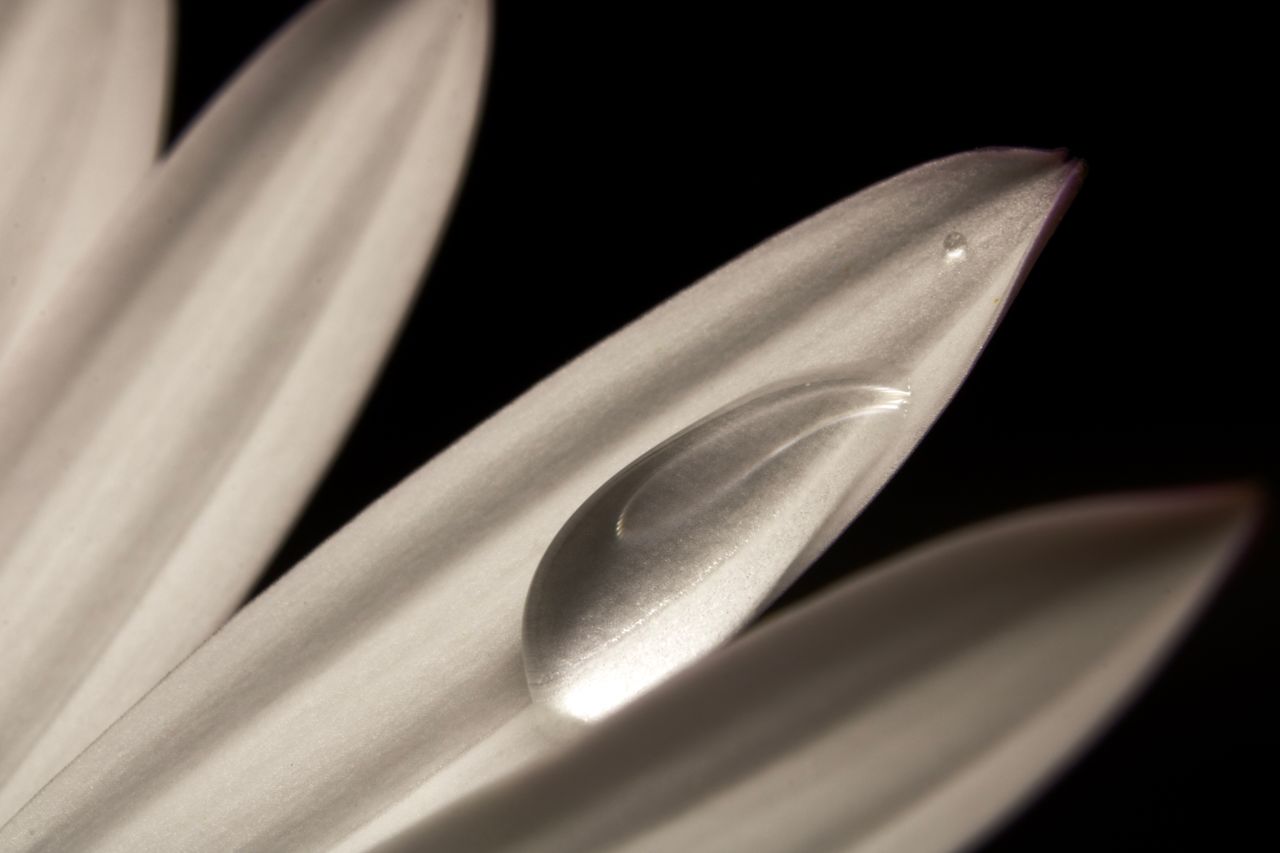 detailed macro shot of a dewdrop resting on white flower petals with d