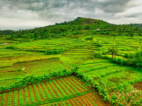 Gratis stockfoto met akkers, Indonesië, landbouwgronden