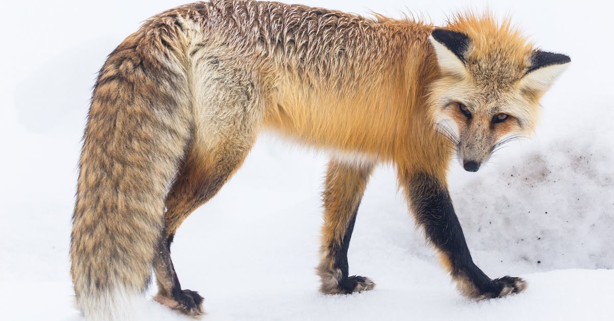 What noise does a fox make