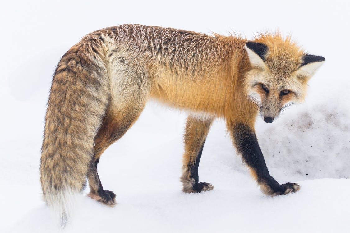 a walking fox