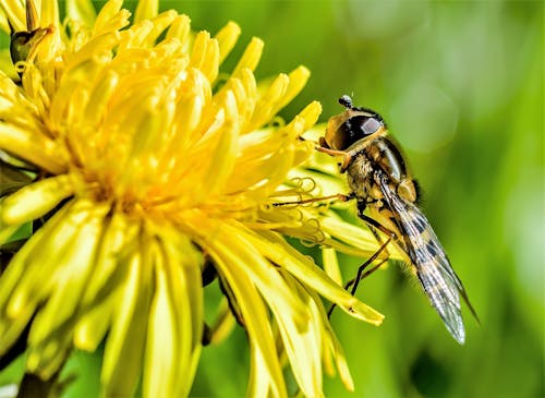 Abeja Marrón Y Amarilla Sobre Flores De Pétalos