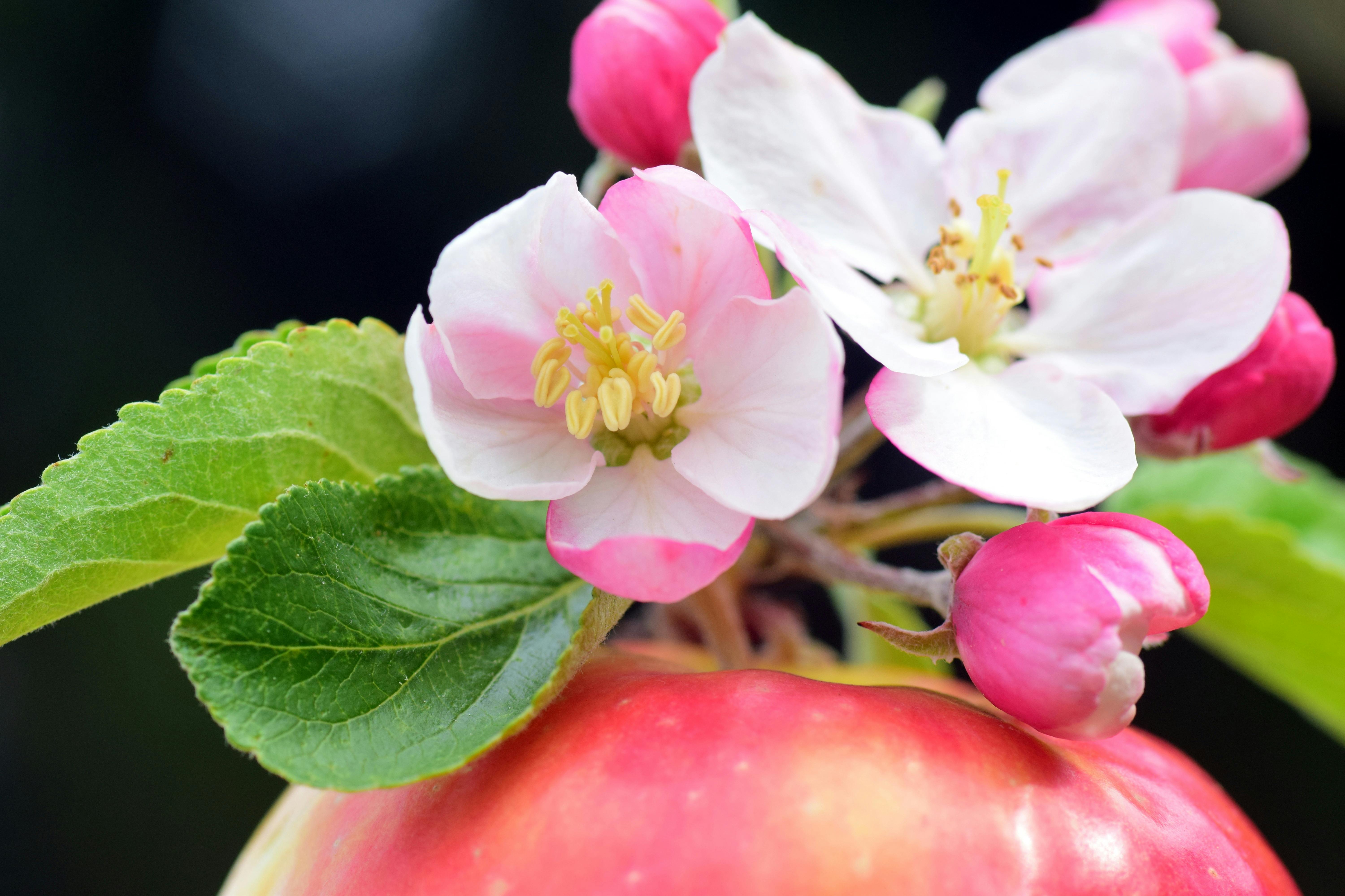 Apple Tree Color Page