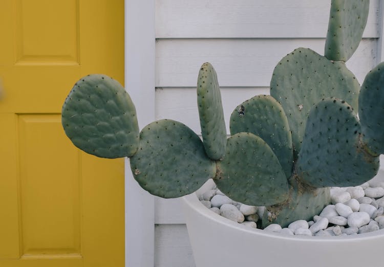 A Close-Up Shot Of A Potted Cactus