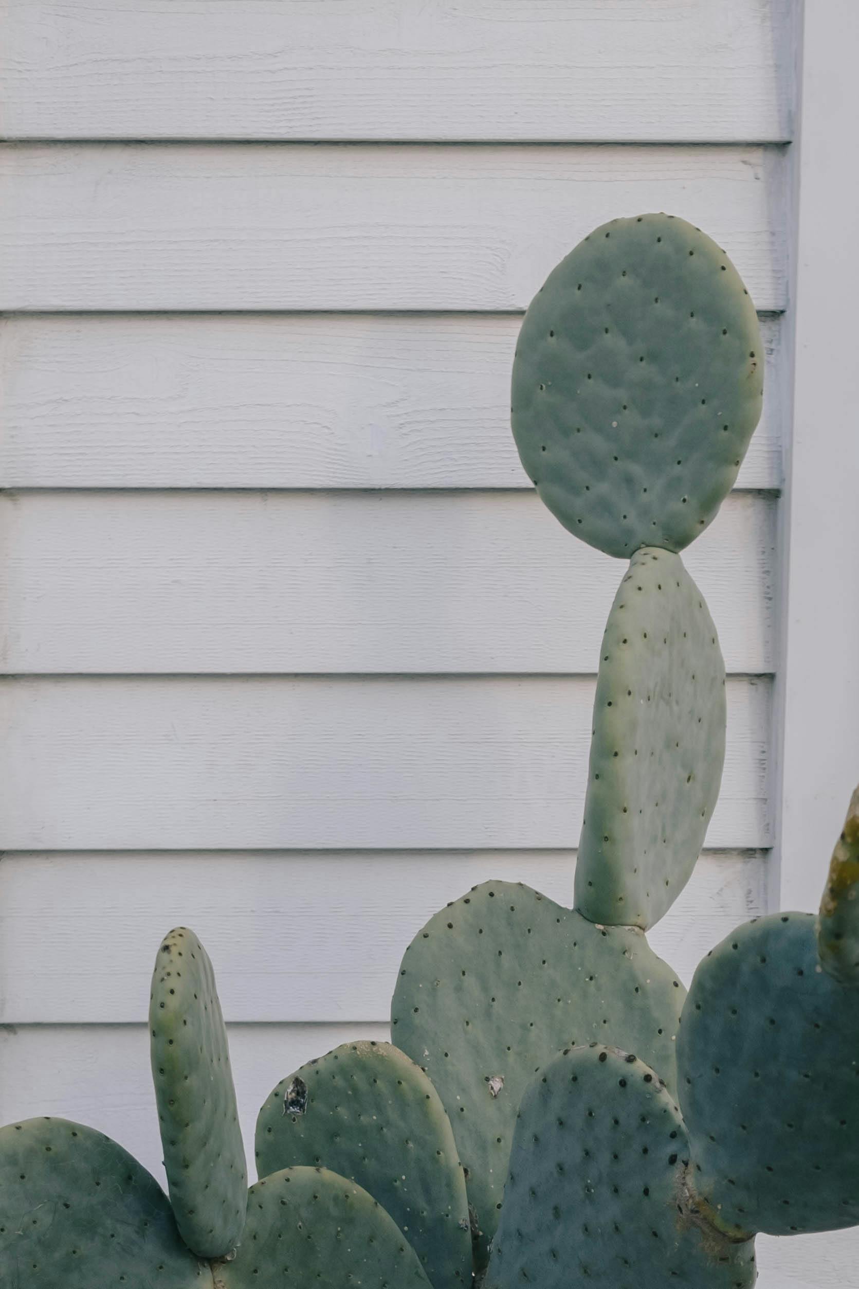 succulents online