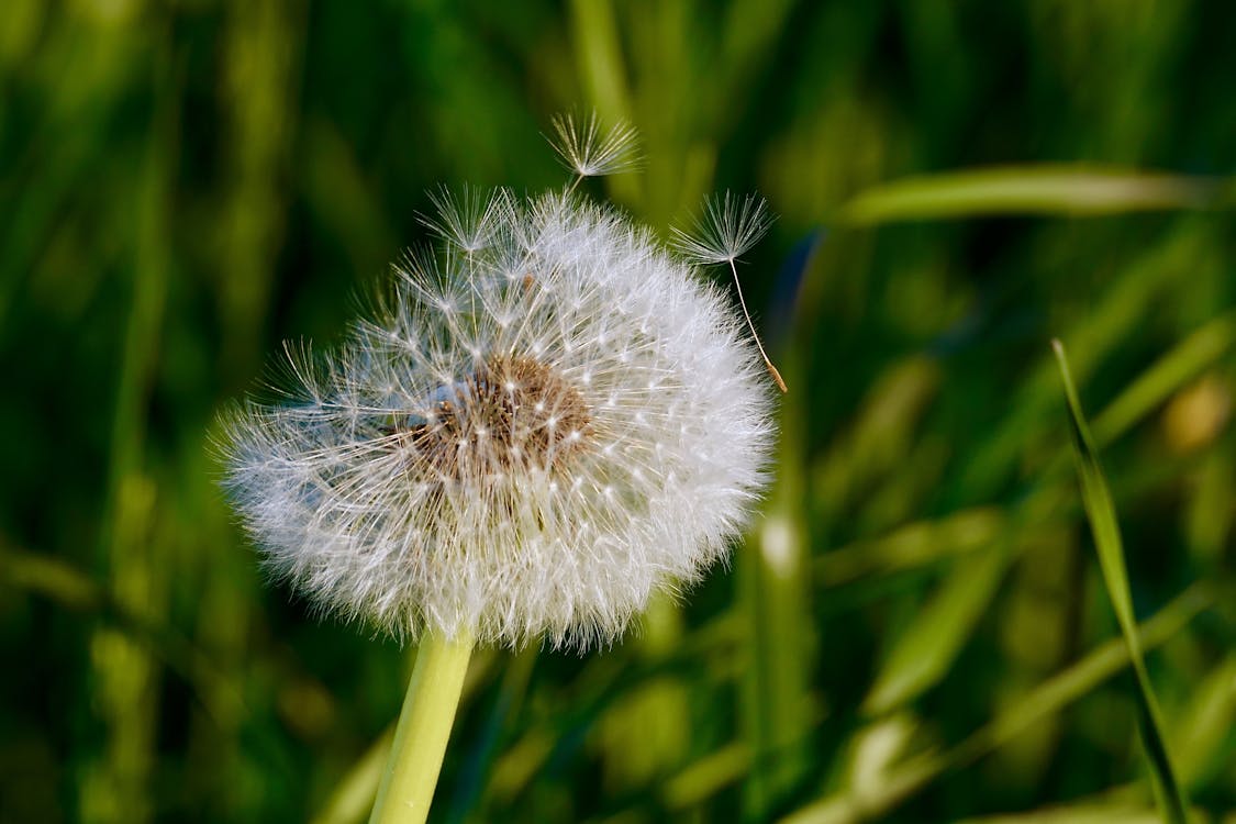 Fotografi Makro Bunga Dandelion Putih