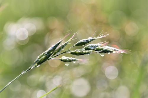 Wheat Bud in Selective Focus Photography