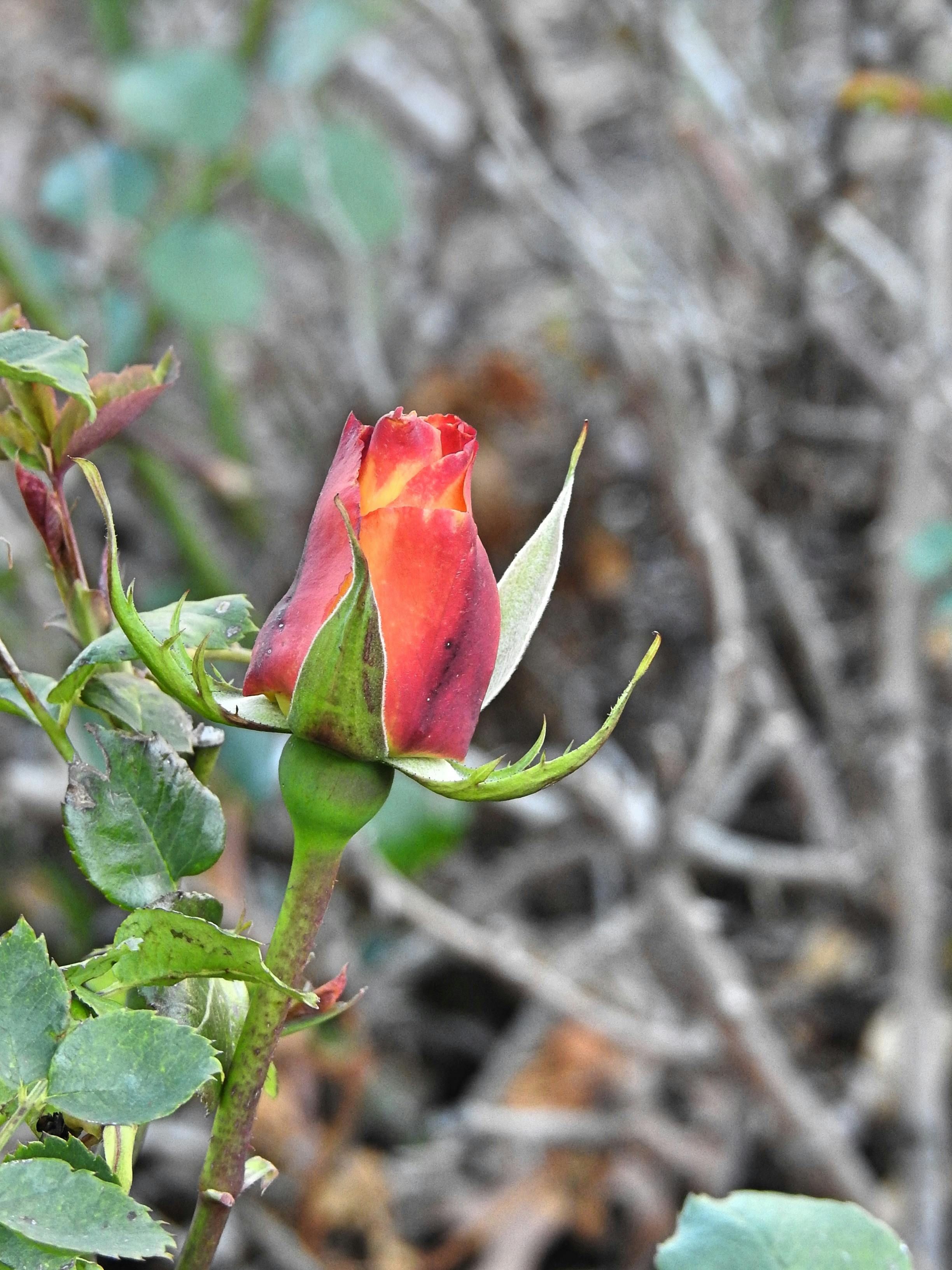 Person walking outdoors with trees and sunlight, representing gentle movement after meals