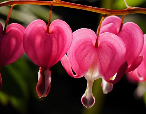 무료 분홍색 출혈 하트 꽃 스톡 사진