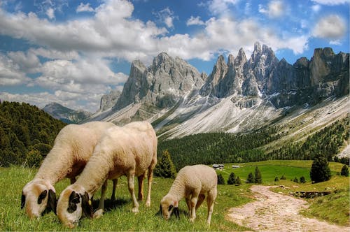 Free Sheep Eating Grasses Stock Photo