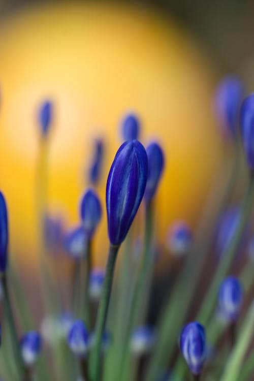 파란 꽃잎 꽃의 선택적 초점 사진