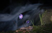 瀑布旁，一朵紫色的花朵悄然绽放，尽显大自然的细腻之美